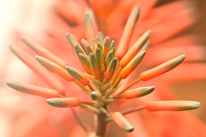 Colorful succulents