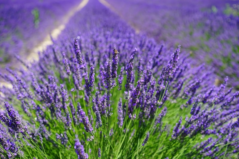Medicinal herbs