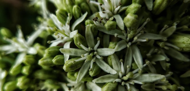 Crassula