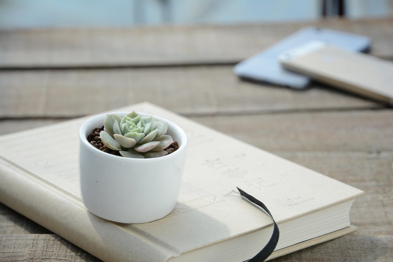 Echeveria